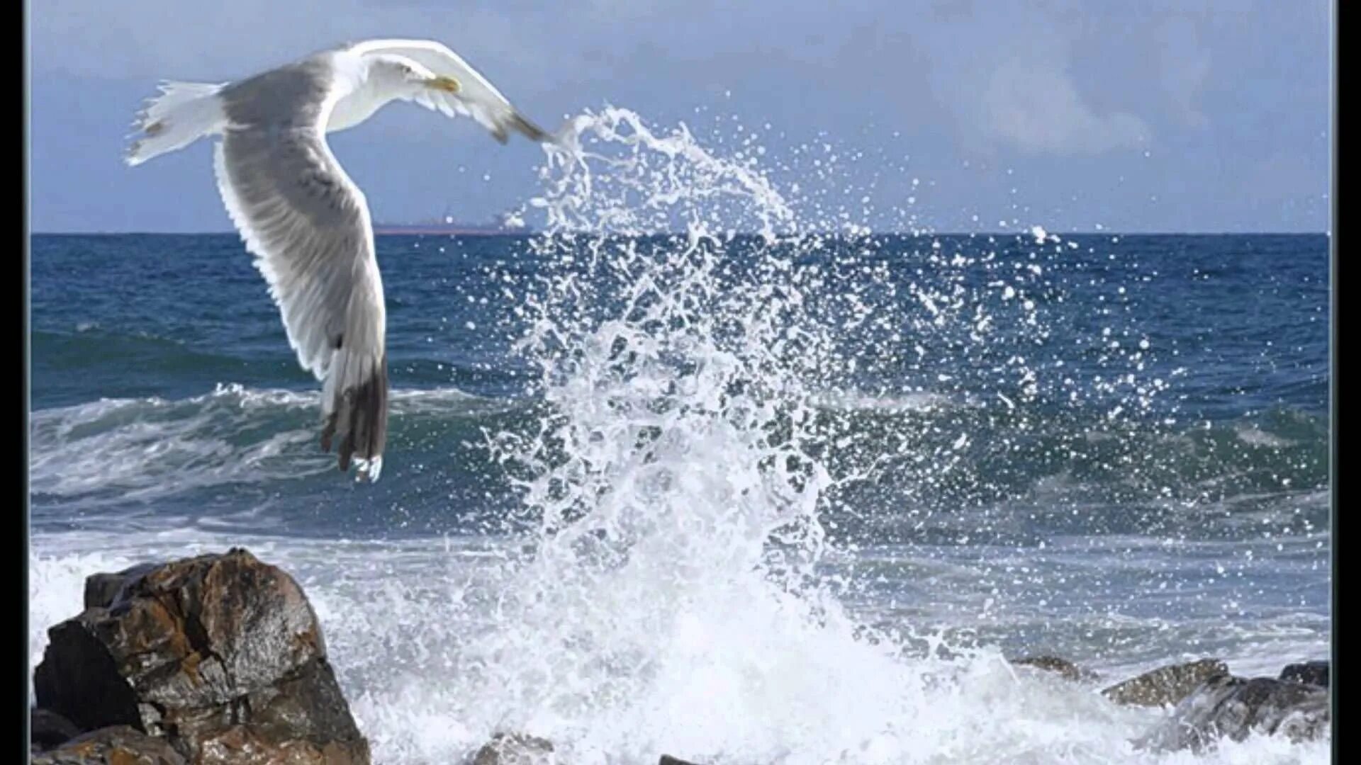 Песня холодный ветер и прибой мы познакомились. Море волны Чайки. Чайки над морем. Чайки на берегу моря. Море Прибой Чайки.