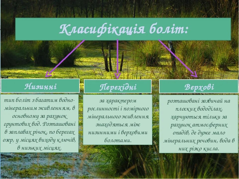 Видовой состав болота. Структура болота. Болото виды. Три основных типа болот. Украина болото.