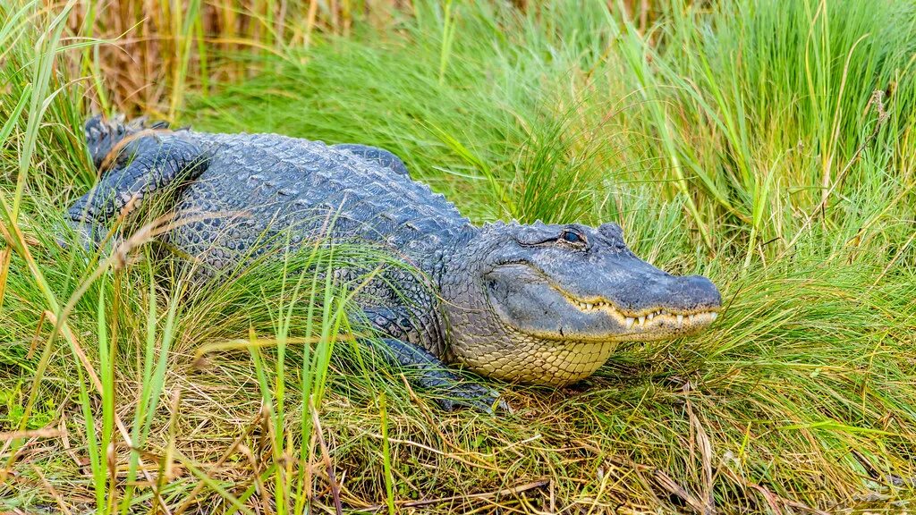 Миссисипский Аллигатор. Австралийский узкорылый крокодил. Alligator mississippiensis. Миссисипский Аллигатор красная книга. Миссисипский аллигатор отряд