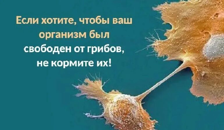 Грибы утонул. Грибы в организме человека. Защита человека от грибов. Не кормите грибы в организме.