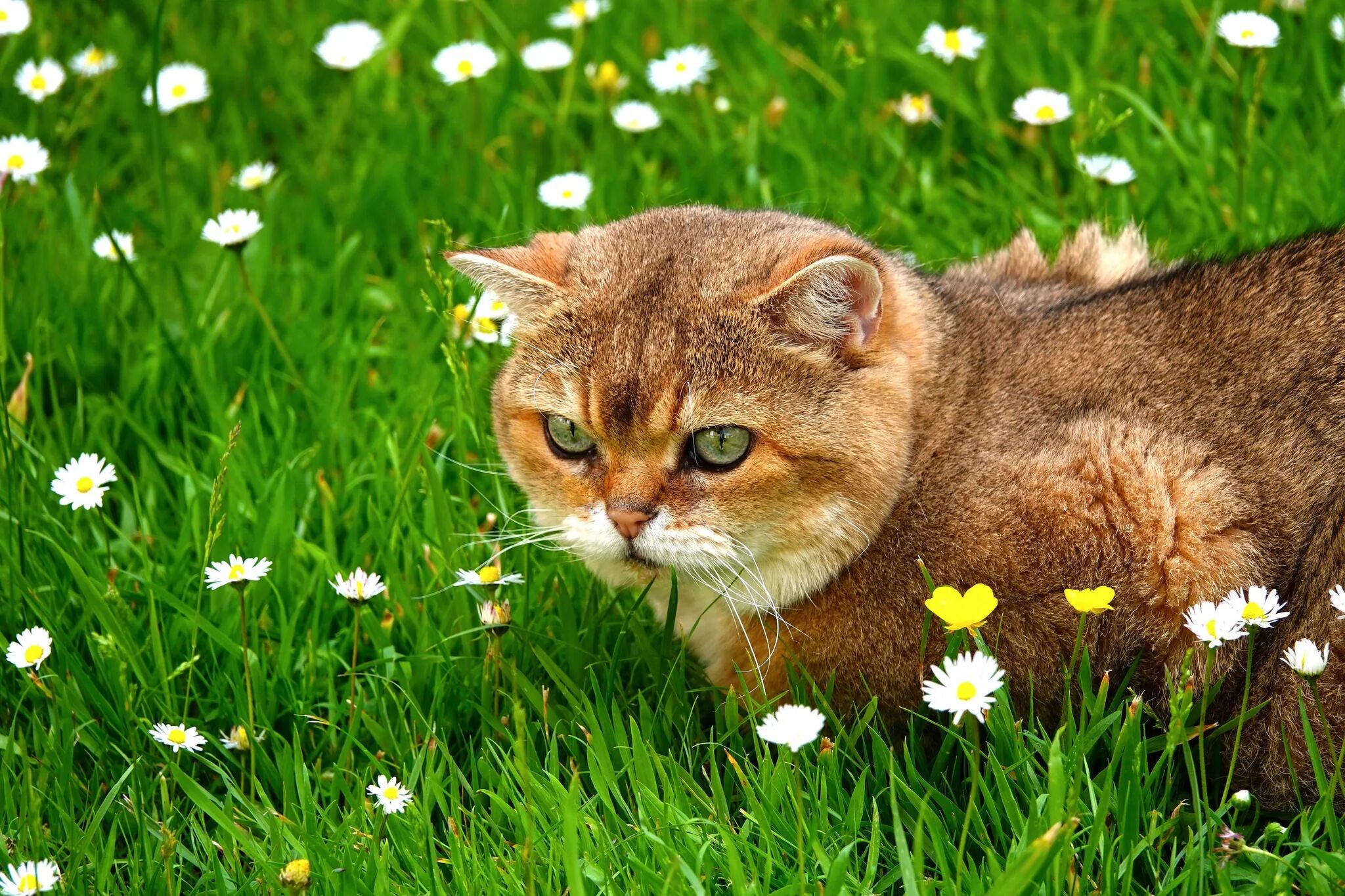 Котик летом. Трава для кошек. кошка лето. котик в траве. котик на природе.