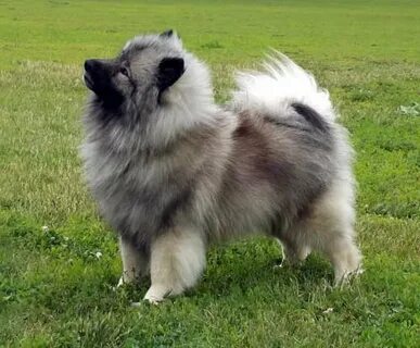 Немецкий вольф