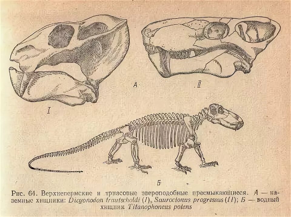 Зверозубые ящеры строение. Строение черепа рептилий. Череп млекопитающих и пресмыкающихся. Сходства млекопитающих и пресмыкающихся.