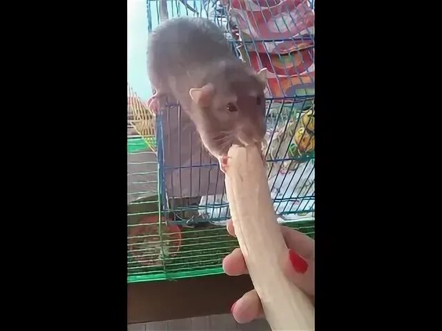 Ли крысе банан