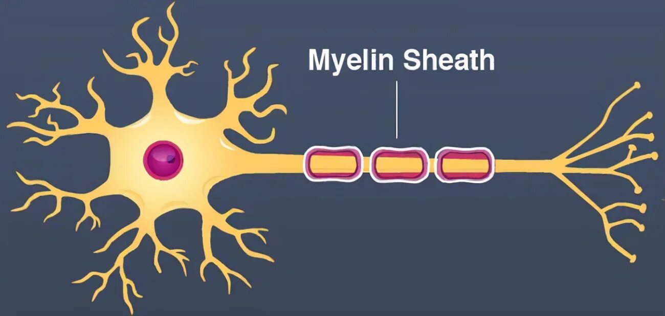 Короткие ветвящиеся отростки нервных клеток. Нервная клетка. Миелин. Myelin Sheath. Глия нерва.