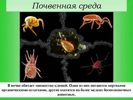 Среда обитания клеща организменная или наземно воздушная