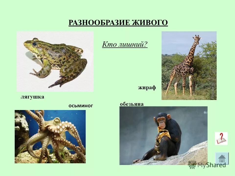 Нарисовать лягушку. Жаба жук жираф как назвать одним словом. Буква ж жираф жаба жёлдуь. Слова на букву ж. Жук жаба журавль жираф одним словом.