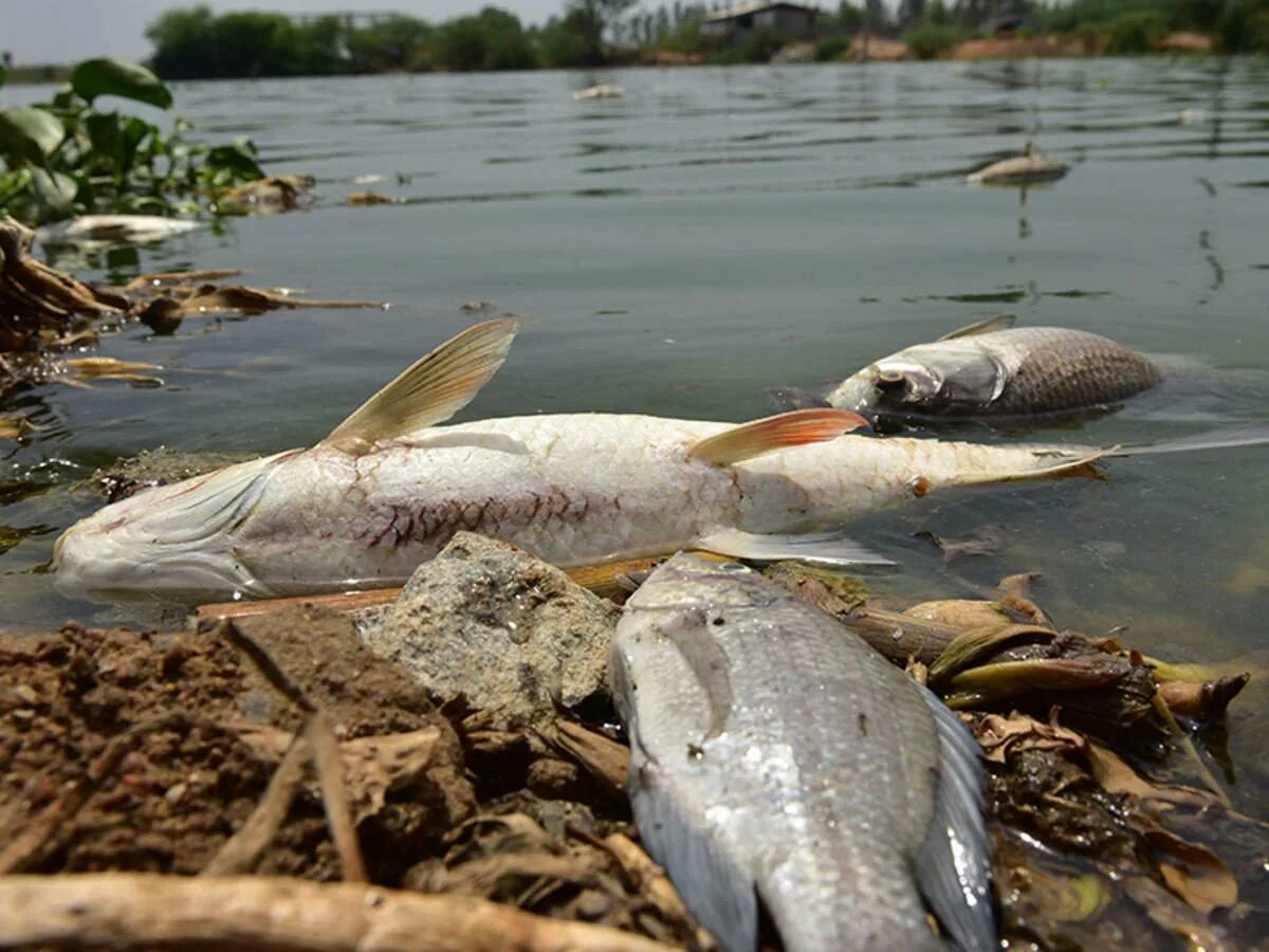 Рыба в речке. Рыба из озера. Рыба в озере Чад. Река без рыб. Видеть рыбу в реке