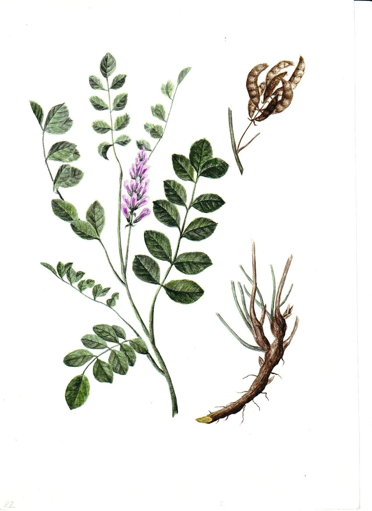 Солодка латынь. Солодка уральская (glycyrrhiza uralensis). лакрица солодка растение. солодка уральская — glycyrrhiza uralensis fisch.. солодка коржинского - glycyrrhiza korshinskyi.
