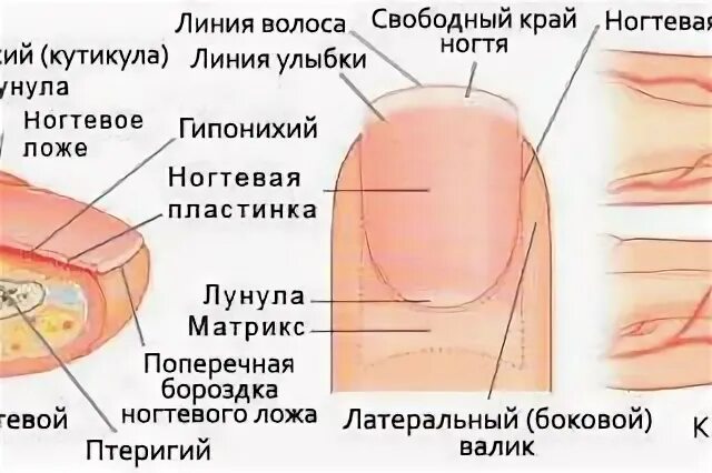 Как называется кожа под ногтем которая отрастает