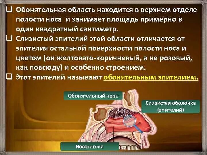 Обонятельная область полости носа. Полость носа обонятельная и дыхательная области. Слизистая оболочка обонятельной области носа. Эпителий обонятельной области полости носа. Обонятельная зона расположена