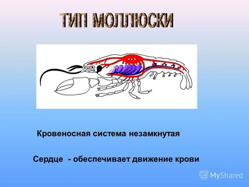 У каких беспозвоночных животных замкнутая кровеносная система