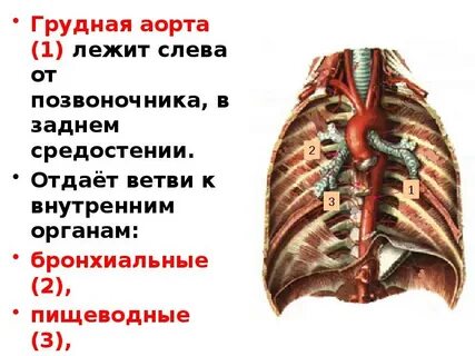 Аорта грудины