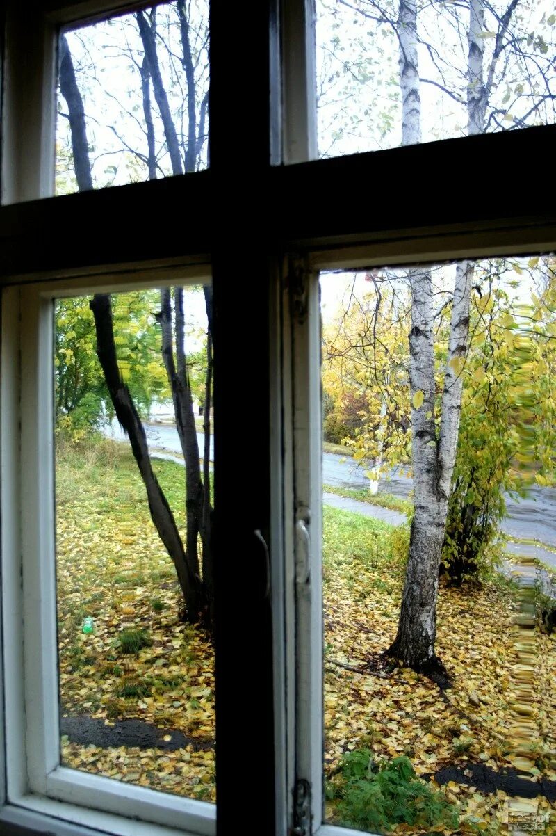 Осень из окна. Береза у окна. Вид из деревенского окна. Вид из окна березы.