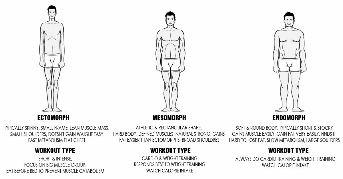тип телосложения эктоморф эндоморф. как понять телосложение. мезоморф тип телосложения у женщин. типы тела эктоморф мезоморф эндоморф. типы телосложения.