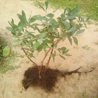 Корневая система жимолости