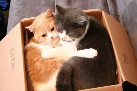 Коробка с котятами фото.