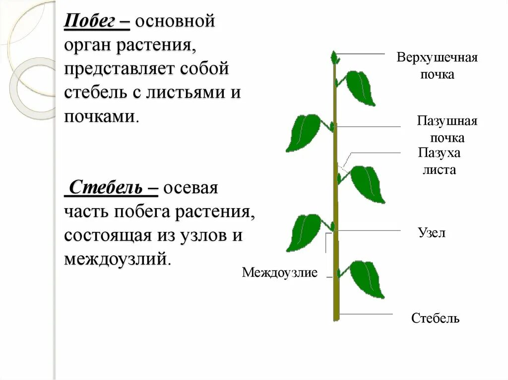 Назовите части побегов. Строение побега цветкового растения схема. Части побега стебель листья и почки. Строение побега растения черешок. Строение побега биология.