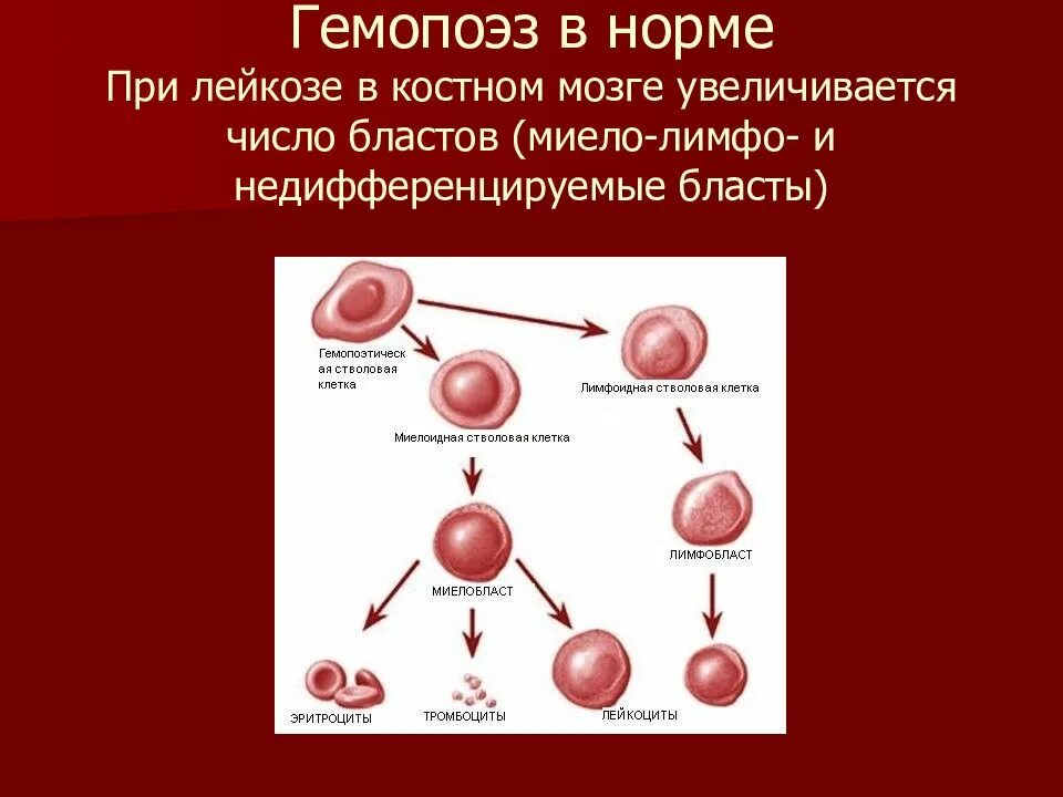 Гемопоэз человека. Миелоидный гемопоэз. Нормальный гемопоэз при лейкозах. Норма бластов в костном мозге при лейкозе. Гемопоэз в норме.