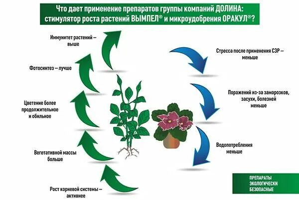 Использование регуляторов роста. Регуляторы роста растений. лучшие стимуляторы роста растений. стимуляторы роста в сельском хозяйстве. регулирование роста растений.