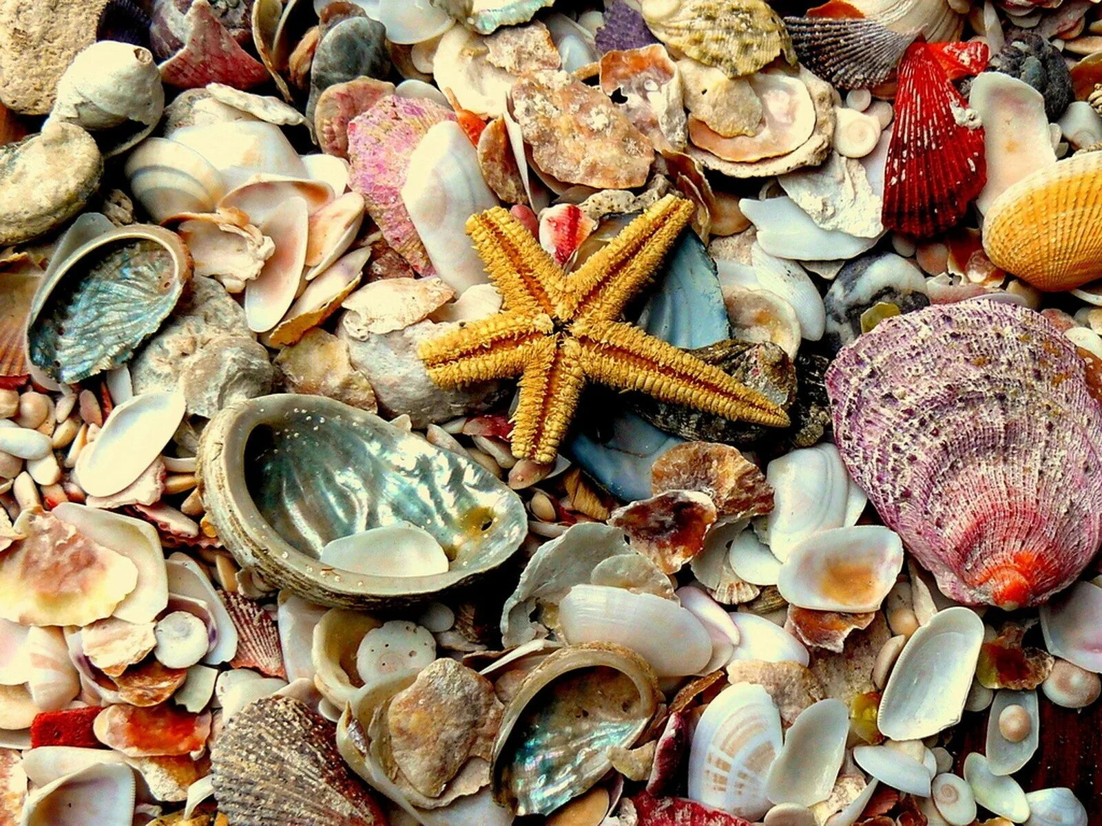 Камни ракушки море. Морская раковина. Красивые раковины моллюсков. Камни ракушки море. Пляж галька.