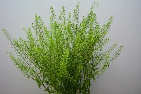 Green bell