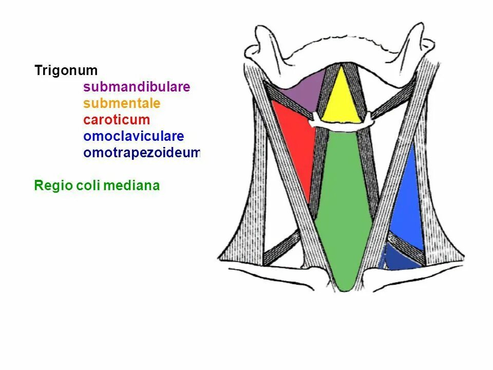 Какое анатомическое образование является дном trigonum lumbale. Trigonum suboccipitally. trigonum omotrapezoideum. trigonum submandibulare. trigonum scalenovertebrale.