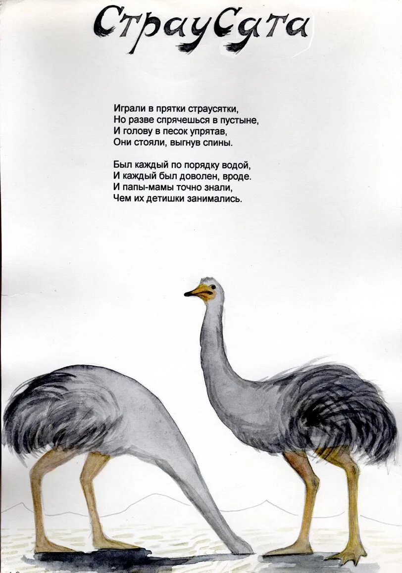 Страусята песня. Страусенок и мама. Страусята песня. Страусята. Птенец страуса.