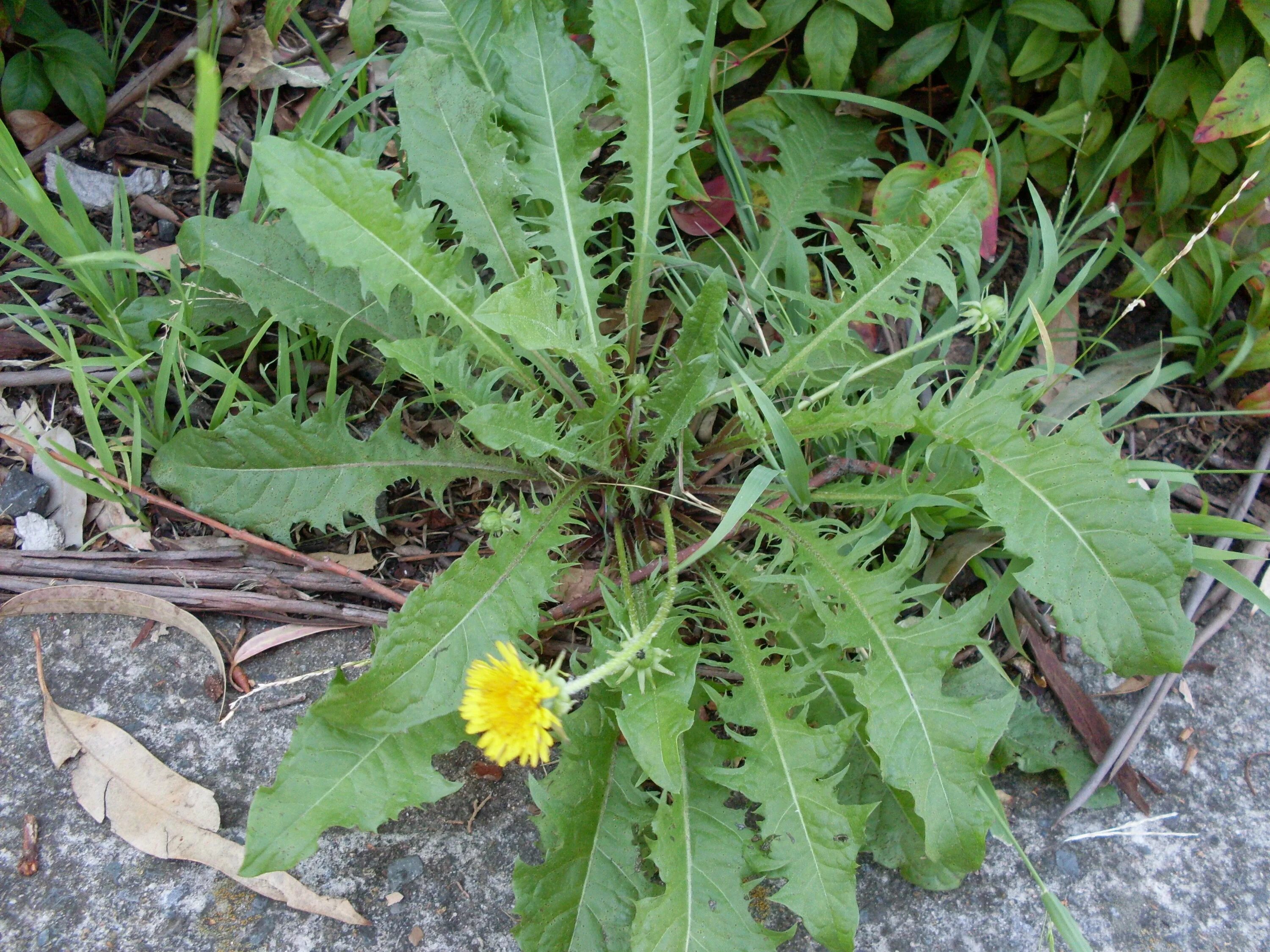 Лист Taraxacum officinale. Кульбаба листья. Одуванчик лекарственный лиет. Одуванчик лекарственный листья.