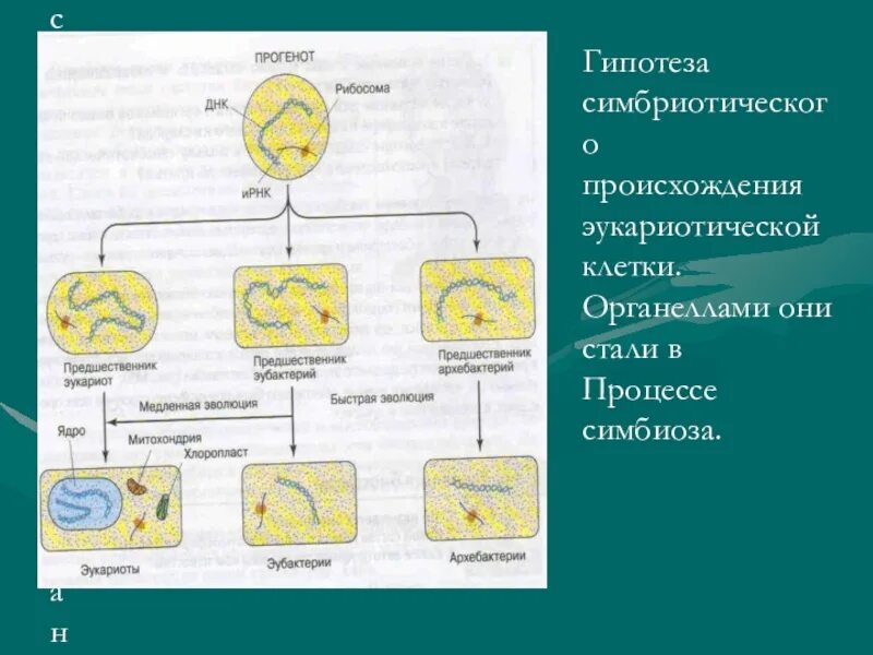 Гипотезы возникновения эукариотических клеток. Гипотеза происхождения эукариот 11 класс. Гипотеза происхождения клеток эукариот. Гипотезы происхождения эукариотической клетки таблица. Появление эукариотических организмов