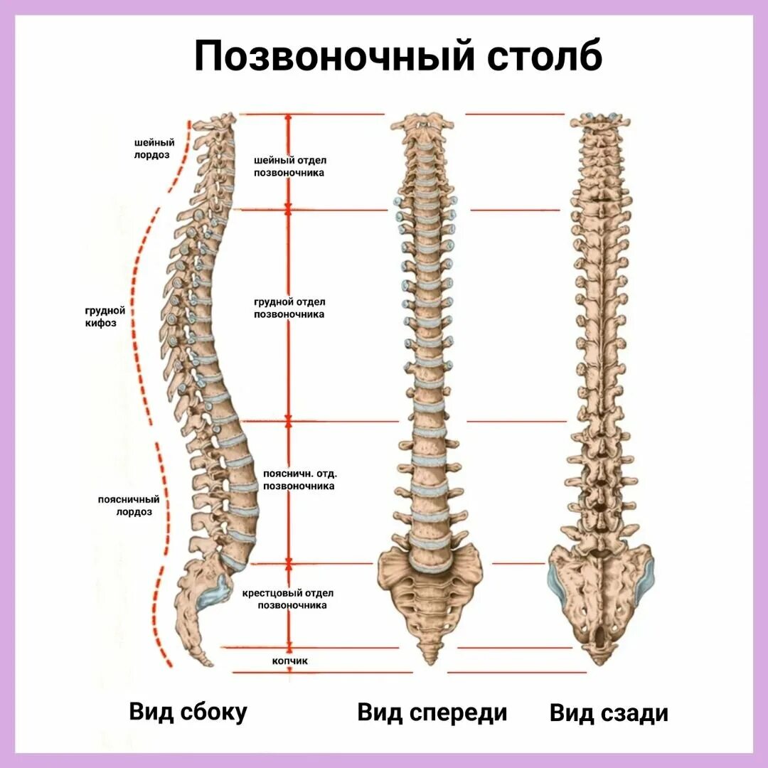 Четыре изгиба позвоночника