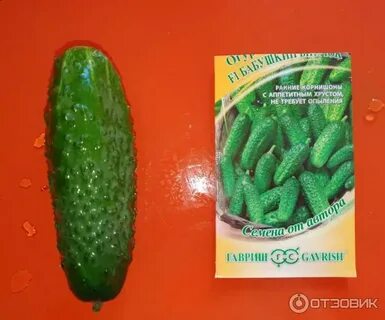 Огурец гномики описание сорта фото отзывы
