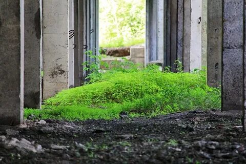 Заросло травой
