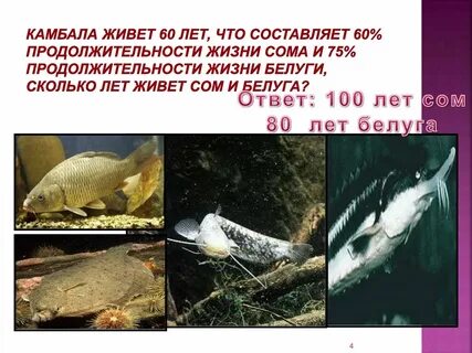 Продолжительность жизни сома
