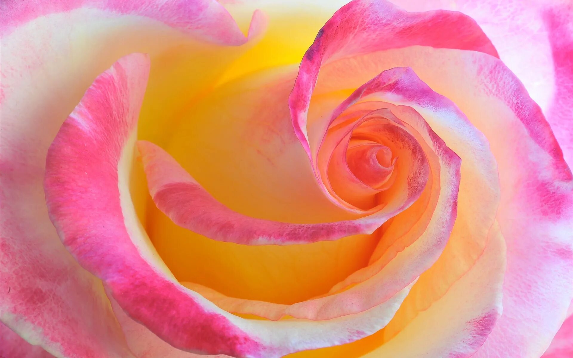 Желто розовые розы. Цветы розовый желтый. Розы розового цвета.