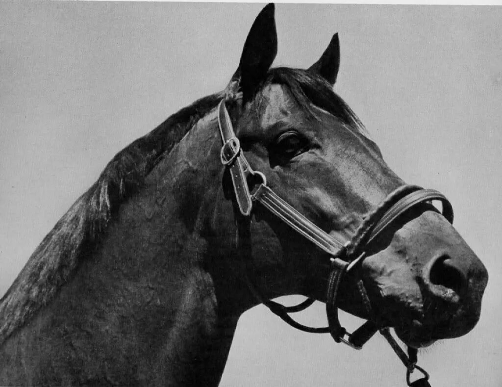 Про лошадь сухарь. Seabiscuit лошадь. сухарь лошадь. жеребец сухарь. памятник лошади сухарь.