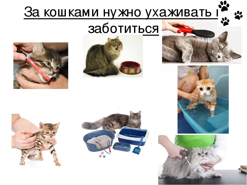 Предметы для ухода за кошкой. Ухаживание за кошкой. Как ухаживать за кошкой. Картинки как ухаживать за кошкой. Правила ухода за кошкой.