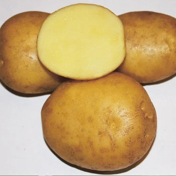 Вкусные сорта картофеля урожайные какие. Семенной картофель Метеор. Сорт картошки Метеор. Картофель Метеор суперэлита. Сорт Гретта картофель.