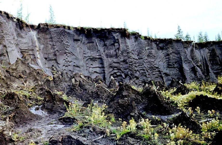 Глее-мерзлотно-таежные почвы профиль. Тип почвы мерзлотно таежные. Мерзлотно подзолистые почвы таблица. Мерзлотно подзолистые почвы. Тип почвы мерзлотно таежные.