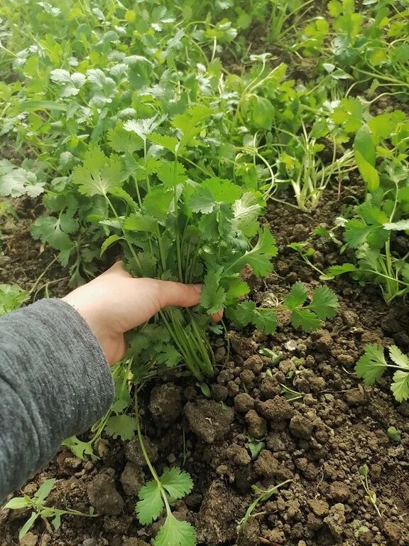 Когда сажать кориандр в открытый грунт. Кинза в огороде. Кинза в теплице. Полив кинзы. Посевы кориандра.