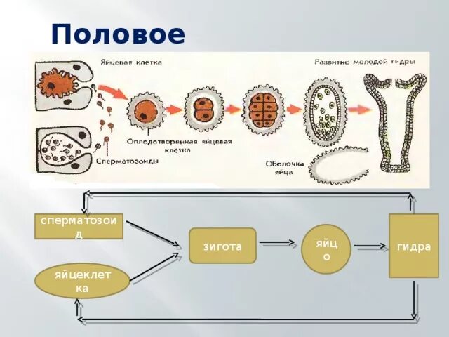 Установите последовательность происходящих при размножении человека. Половое размножение гидры. Стадии полового размножения гидры. Половое размножение стадии. Строение зиготы.