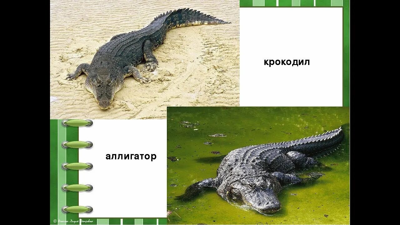 Аллигатор и крокодил отличия. Аллигатор и крокодил малыши. аллигатор и крокодил отличия для детей. крокодилы и аллигаторы в формах. отличие аллигатора от крокодила для детей.