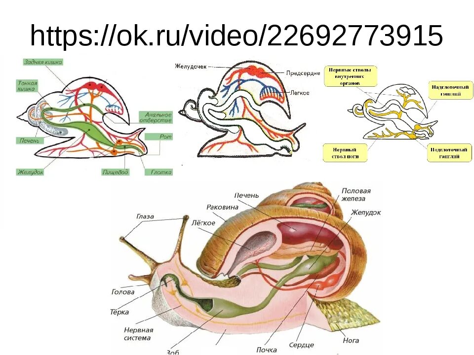Виноградная улитка орган. Выделительная система малого прудовика. Внутреннее строение моллюска пищеварительная система. Строение половой системы брюхоногих моллюсков. Пищеварительная система прудовика обыкновенного.