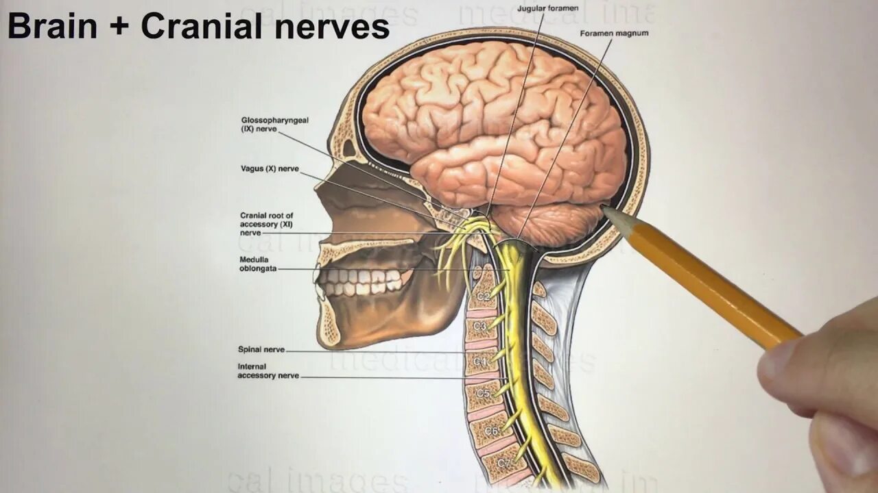 Brain nerve. Пояс мозга анатомия. Анатомия физиология тортора. Crash course: Anatomy and Physiology.