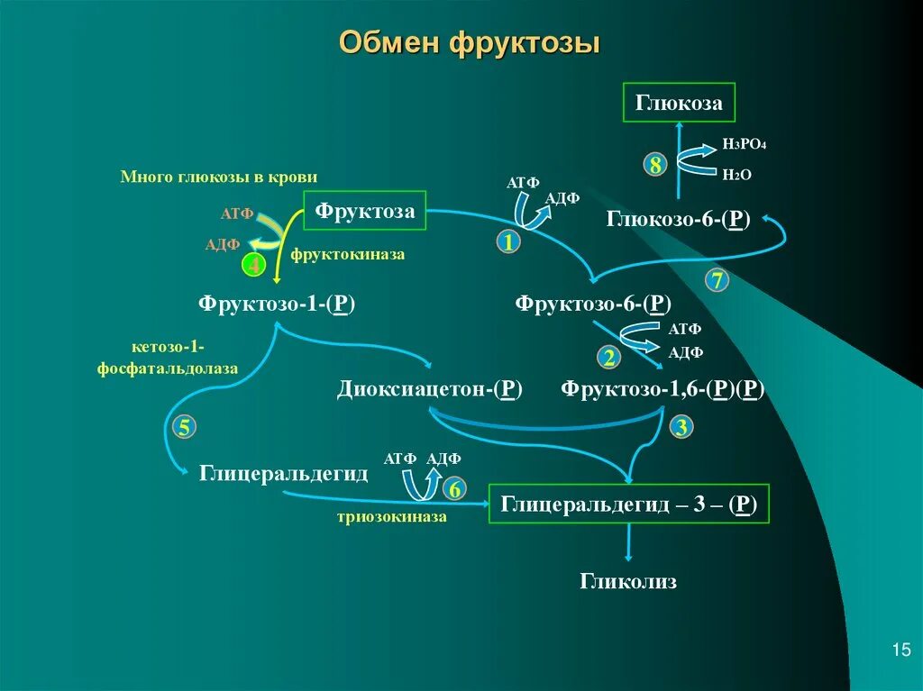 Окисление фруктозы последовательность. Метаболизм фруктозы биохимия. Превращение галактозы в глюкозу. Превращение галактозы и фруктозы в глюкозу. Унификация фруктозы реакции.