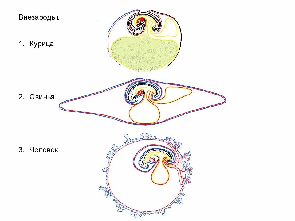 Зародышевые оболочки амнион и хорион. Образование внезародышевых органов у птиц. Внезародышевые оболочки человека. Образование внезародышевых оболочек у млекопитающих.