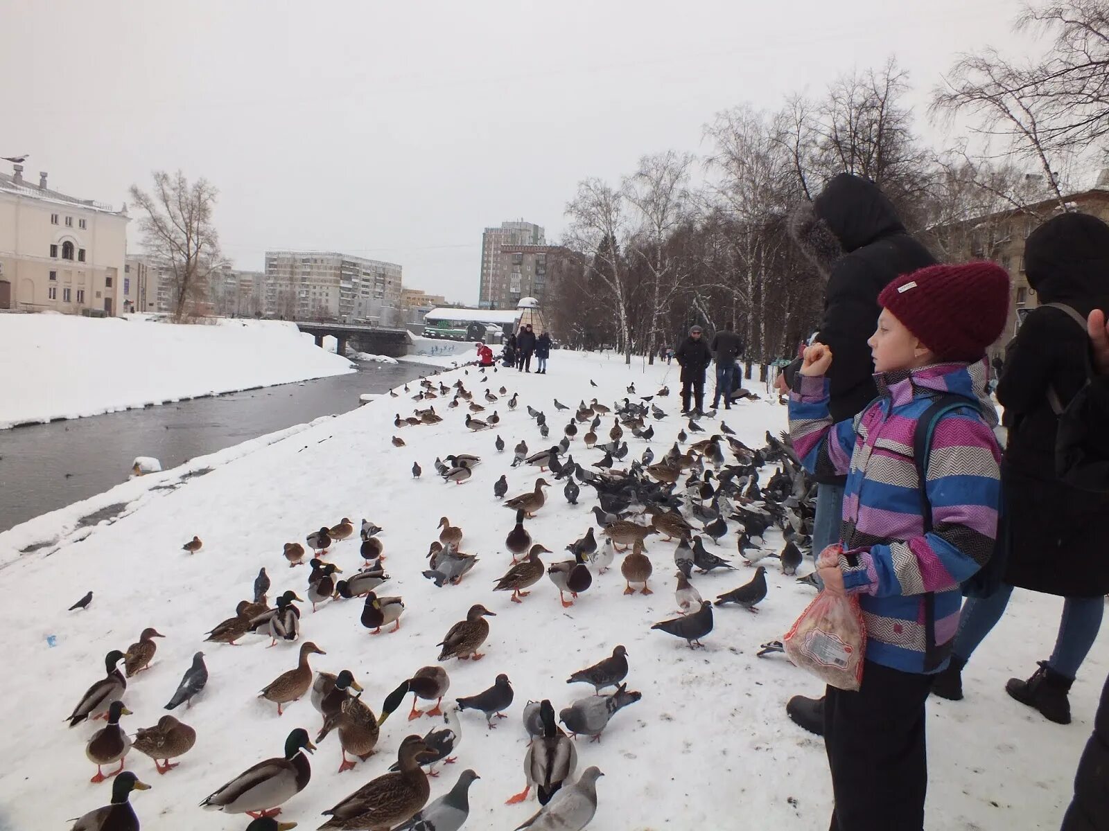 Утки в Новокузнецке в городе. Новокузнецк утки в Новокузнецке в городе. Утки в городе. Утка в городе.