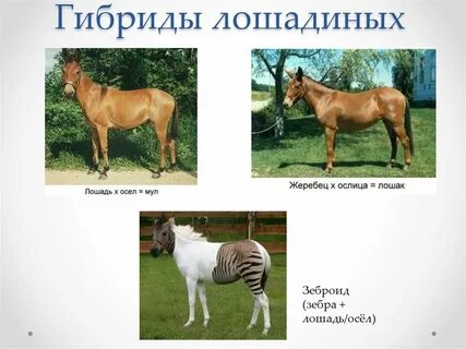 Чем лошадь отличается от