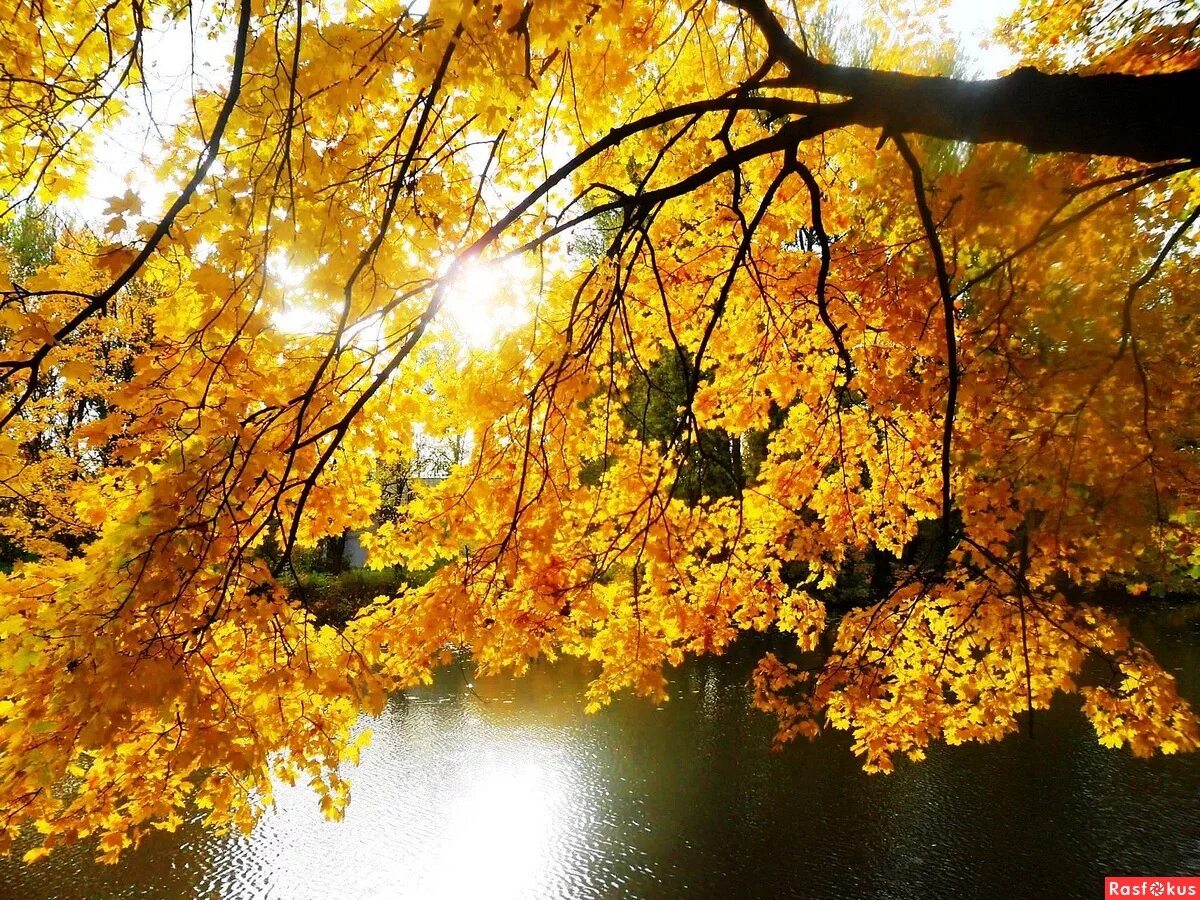 осень парк ноябрь солнце. прозрачное солнце осени сфера отзывы. рассвет бабье лето. осеннее солнце. картина желтые листья.