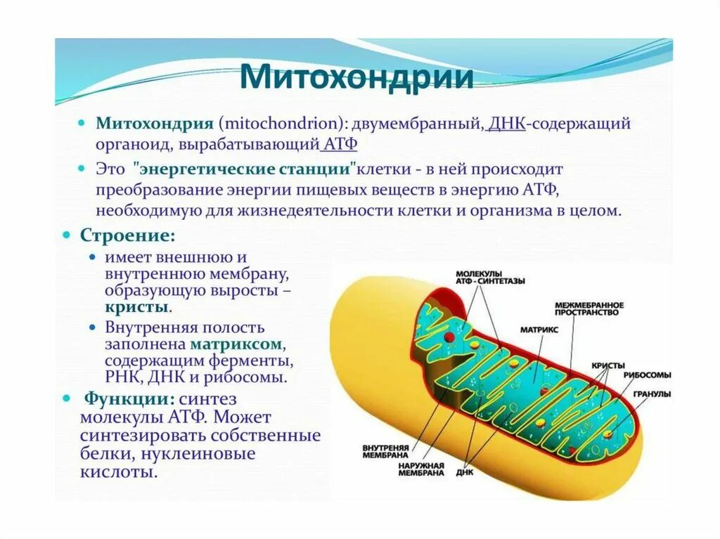 Назовите структуру клетки участвующую в этих процессах. Митохондрии строение и функции. структуры клетки строение функции митохондрии. строение митохондрии эукариотической клетки. митохондрии структура и функции.